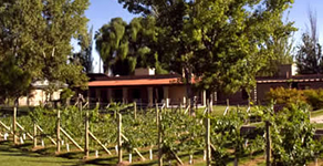 Posada Verde Oliva - Posada Viñedo Mendoza - Turismo del Vino Mendoza